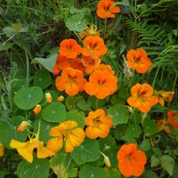 La planta que tiene poderes medicinales y deslumbra con sus coloridas flores