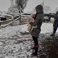 La dura tarea de los crianceros del interior neuquino para proteger a los animales en la nieve