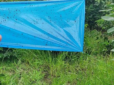 Probá esta "trampa cromática" efectiva para alejar a los insectos de tus plantas y jardín
