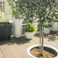 4 árboles que podés cultivar en maceta y que embellecen cualquier rincón