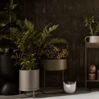 5 plantas que sobreviven a los rincones más oscuros de tu hogar y que además son fáciles de cuidar