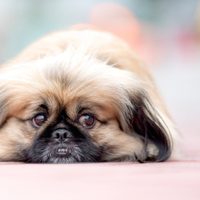 Curiosidades sobre el pekinés, el perro que integró la realeza oriental