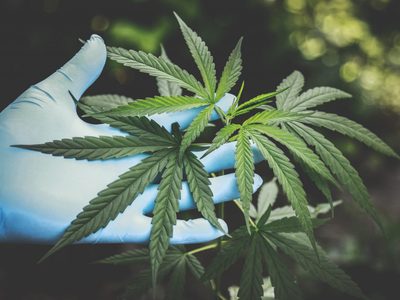 Cannabis: el Gobierno oficializó un proyecto de investigación para uso medicinal