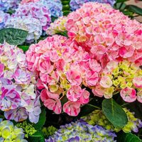 Multiplicá tus hortensias y llená tu jardín de las más hermosas flores, con esta técnica súper efectiva que no falla