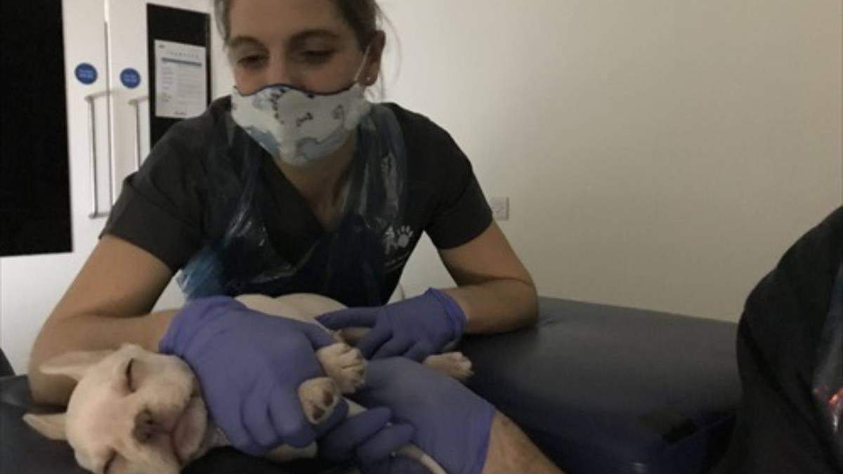Perros y gatos pueden infectarse de viruela del mono