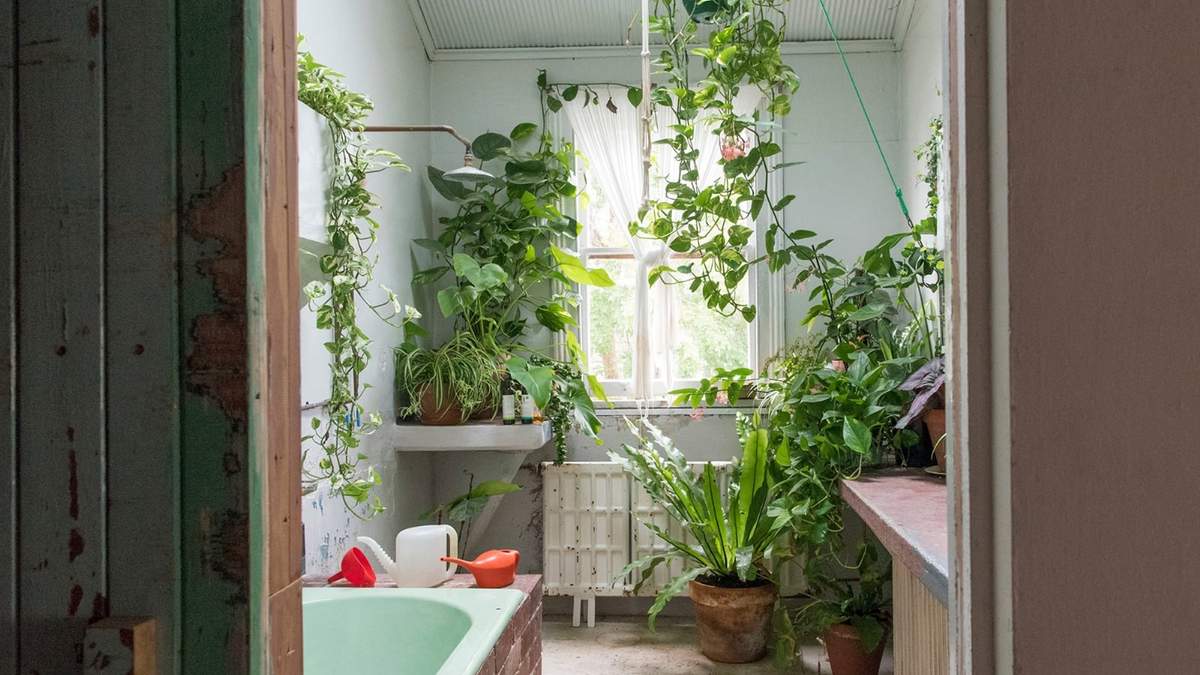 Plantas. Fuente: (X)