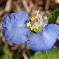 La planta que crece como yuyo en tu jardín y cuyas hermosas flores tienen un potente poder curativo