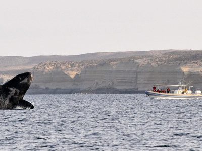 El emocionante video de dos kayakistas sorprendidos por una ballena en Chubut