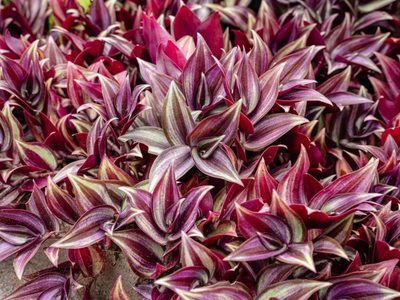 No gastes fortuna en el vivero: estas son las 4 plantas de moda que se multiplican solas y que todos quieren en su hogar