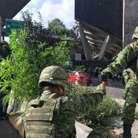 Encuentran matas de mariguana en camellón del Periférico; soldados las retiran