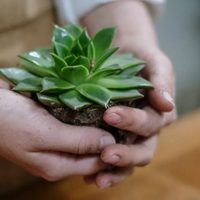 Consejos infalibles para que las suculentas crezcan saludables y lozanas
