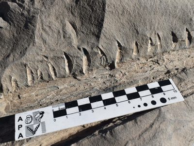 Hallazgo en Vaca Muerta: encontraron restos de un reptil que vivió hace 150 millones de años