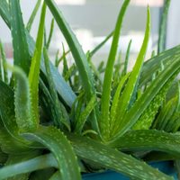 Para una planta, nada mejor que otra planta: cómo hacer gel de aloe vera para utilizar como fertilizante y repelente natural