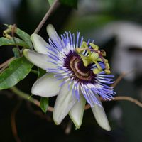 Es hermosa y requiere de pocos cuidados: la milagrosa planta que no puede faltar en tu jardín