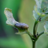 Secretos de jardinero: detergente, un aliado inesperado contra las plagas