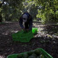 EU informa que la suspensión de importaciones de aguacate seguirá “el tiempo que sea necesario”