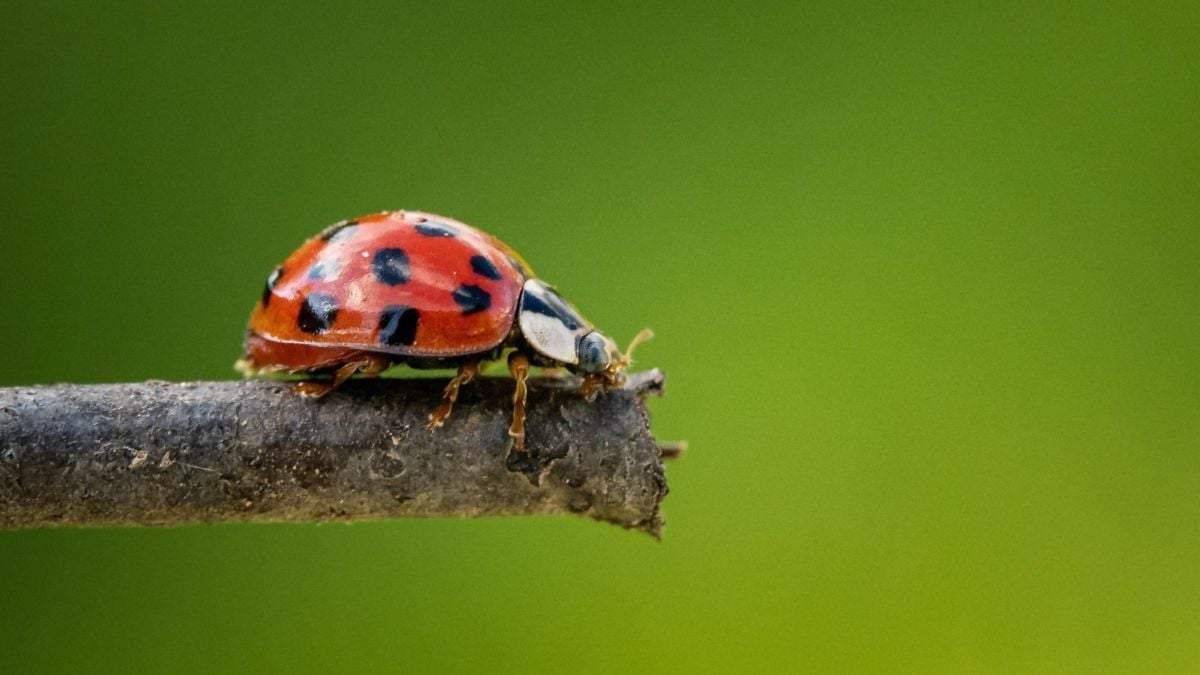 Insectos. Fuente: (X)
