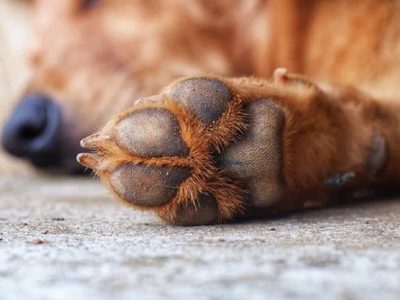 Con ingredientes naturales: pomada casera, fácil y efectiva para proteger las almohadillas de las patas de tus mascotas