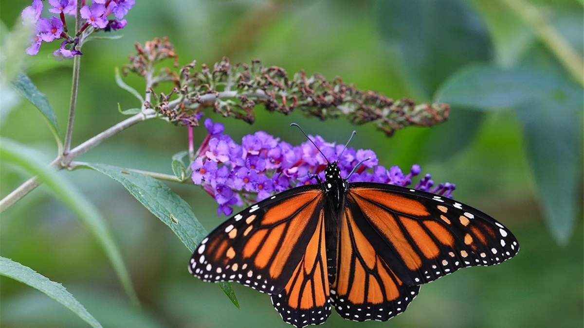 Mariposas. Fuente: (Instagram)