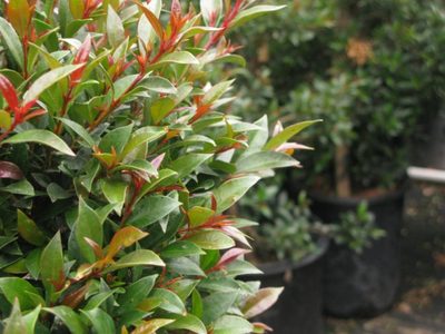 3 formas para reproducir las Eugenias y tener un cerco frondoso a pruebas de chismosos