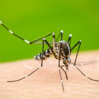 Alerta por la aparición del mosquito del dengue en 10 localidades de Santa Fe