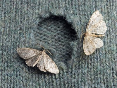 Curiosidades sobre las polillas: el insecto con mala fama y que gracias a su olfato encuentra pareja