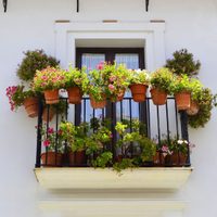 Aprovechá que en tu balcón hay mucho sol: estas plantas serán perfectas porque aman la luz directa