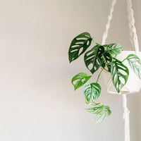 Con 1 rama y esta idea genial, lográ que tus plantas luzcan como en una verdadera selva con este colgante súper fácil