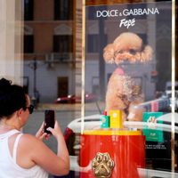 Dolce & Gabbana lanza perfume para perros, pero algunos veterinarios se muestran escépticos