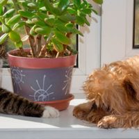 5 plantas de interior hermosas y no tóxicas que podés tener en casa si tenés mascotas