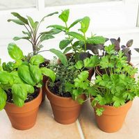 De la verdulería a tu living: la planta que brota sola y que es perfecta para decorar cualquier rincón de tu hogar