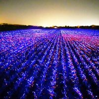 Arte, luz y ecología: mágica combinación fotobiológica en una campo de puerros