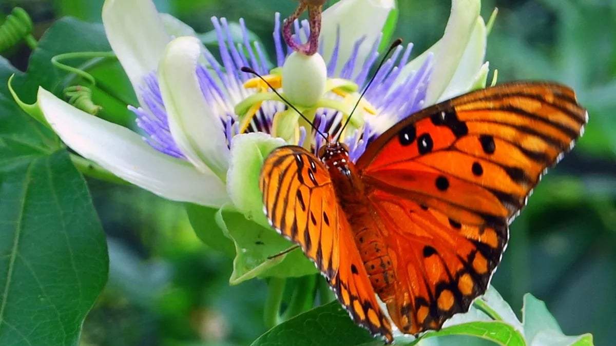 Mariposas. Fuente: (Instagram)