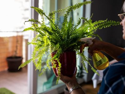 Conocé este tipo de helecho que atrae la abundancia y crece como planta colgante