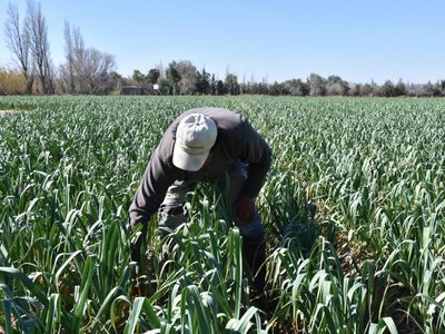 El 83% de los trabajadores rurales está en negro