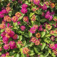 El hermoso arbusto que muchos tienen en su jardín y que es más valioso de lo que creían