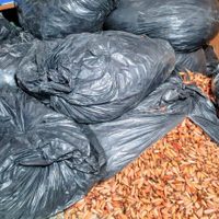 Puente La Rinconada: hallaron en un vehículo 600 kilos de piñones que iban a venta ilegal