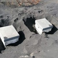 Miles de abejas sobreviven tras pasar 50 días enterradas bajo las cenizas de La Palma: el video