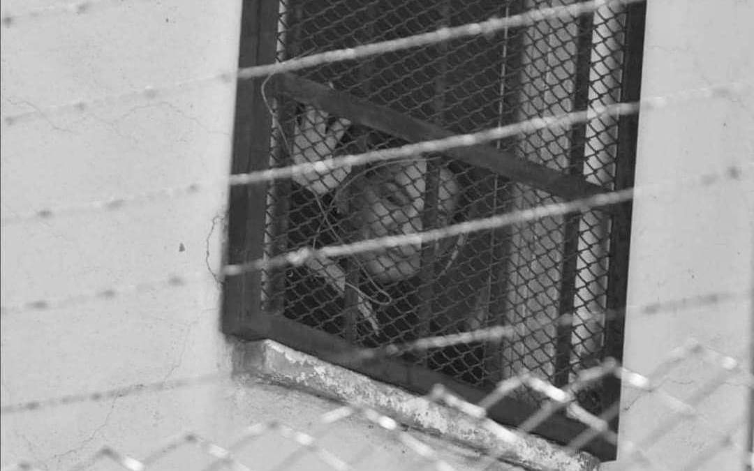 Jeanine Añez fue recluida en el Centro Penitenciario Femenino de Miraflores