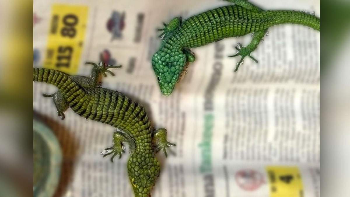 Vinculan a proceso a hombre con 299 reptiles en peligro de extinción en su equipaje en el AICM