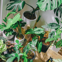 Si no sabés qué hacer para que tus plantas crezcan, conocé estos infalibles trucos de los viveristas
