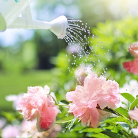 El truco para regar tus plantas durante el verano y que se mantengan hermosas pese al calor