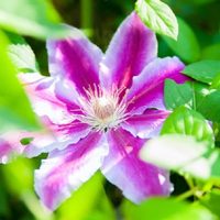 Pronto llegará la primavera: estas son las plantas que florecen todo el año y vas a querer tener en tu jardín