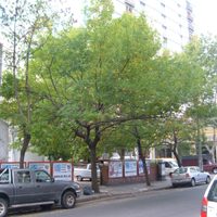 5 árboles que podés plantar fuera de tu casa sin que las raíces levanten la vereda