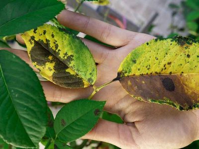 Si tus plantas tienen manchas marrones no te asustes, así las podés salvar sin usar químicos carísimos