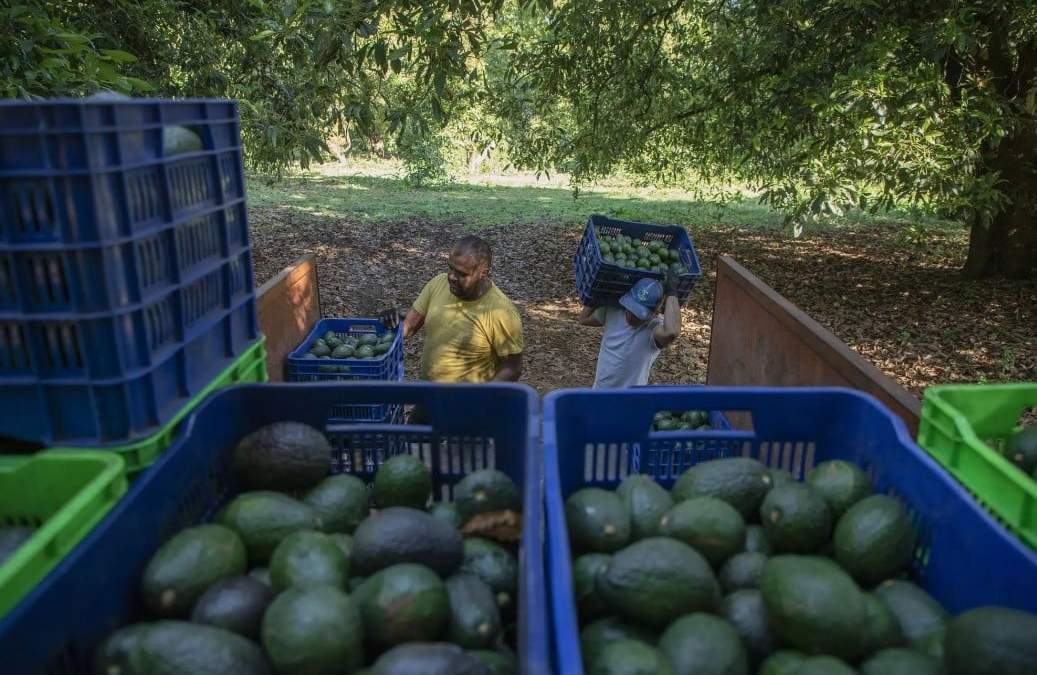 Aguacate mexicano