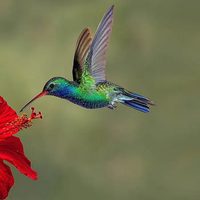 Tal vez no lo sabías: por qué el colibrí no es en realidad un pájaro
