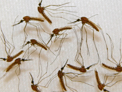 Dengue: un mosquito que es vector de un sinnúmero de enfermedades