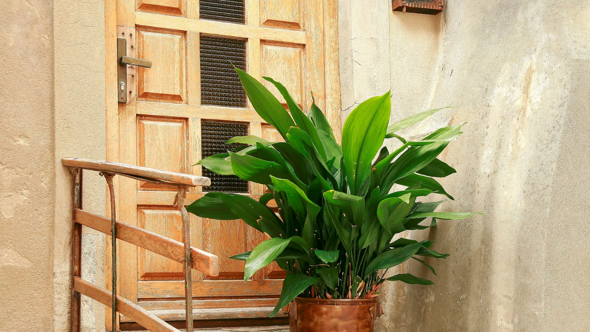 Plantas. Fuente: (Instagram)