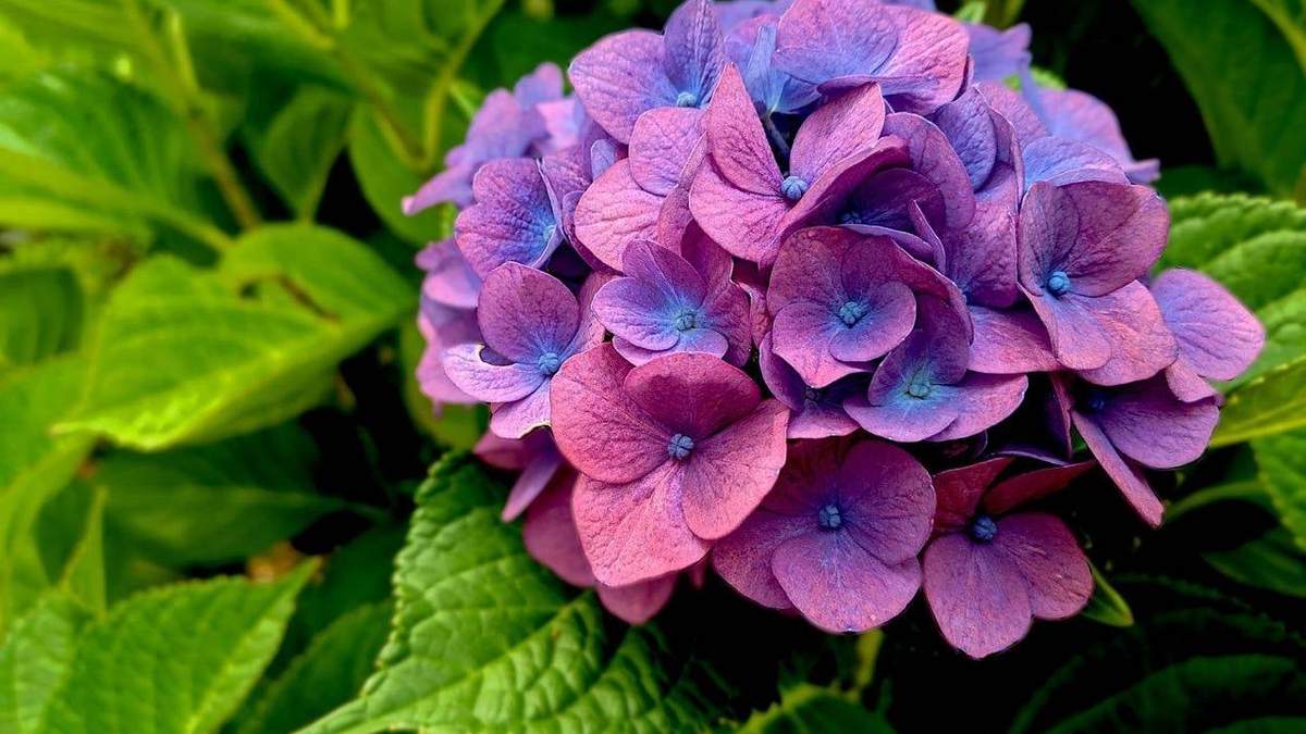 Hortensias. Fuente: (Instagram)